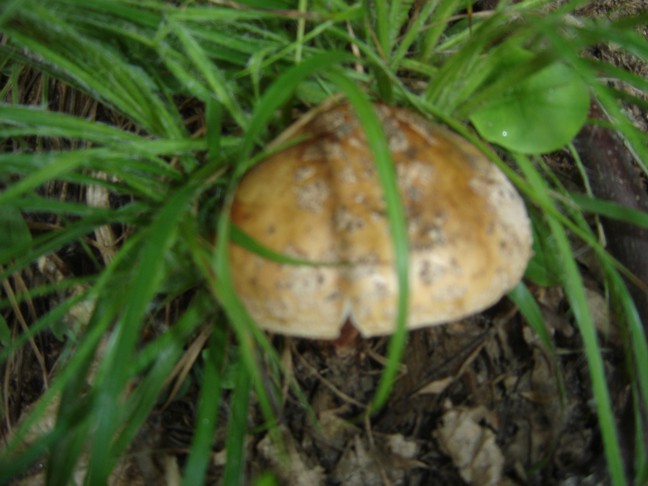 Amanita Rubescens?...